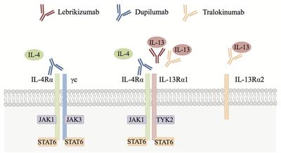 Interleukin-13 in Asthma and Other Eosinophilic Disorders